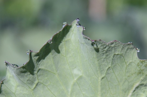 Cabbage and morning dew
